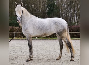 PRE, Wałach, 4 lat, 165 cm, Siwa