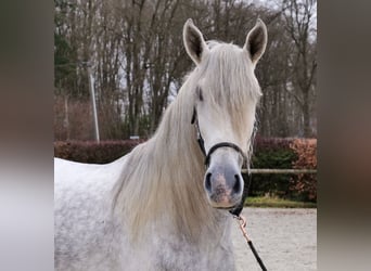 PRE, Wałach, 4 lat, 165 cm, Siwa