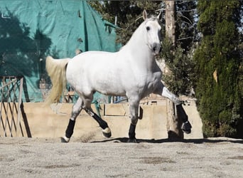 PRE Mix, Wałach, 4 lat, 165 cm, Siwa