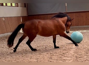 PRE Mix, Wałach, 4 lat, 165 cm