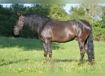PRE Mix, Wałach, 4 lat, 167 cm, Kara