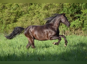 PRE Mix, Wałach, 4 lat, 167 cm, Kara