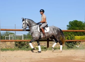 PRE, Wałach, 4 lat, 167 cm, Siwa jabłkowita