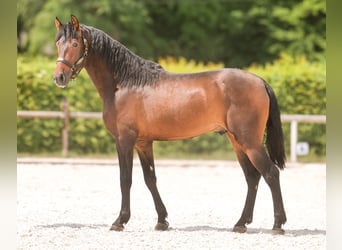 PRE, Wałach, 4 lat, 168 cm, Gniada