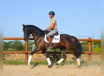 PRE, Wałach, 4 lat, 168 cm, Kara