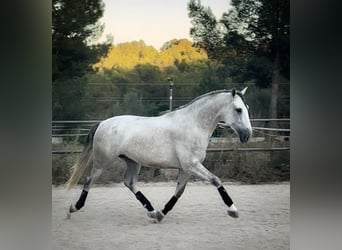 PRE, Wałach, 4 lat, 168 cm, Siwa