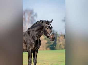 PRE, Wałach, 4 lat, 169 cm, Kara