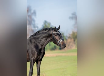 PRE, Wałach, 4 lat, 169 cm, Kara