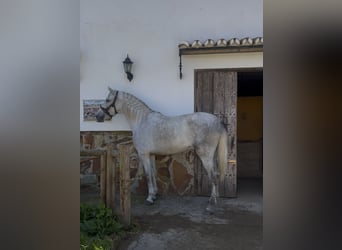 PRE Mix, Wałach, 4 lat, 170 cm, Siwa jabłkowita