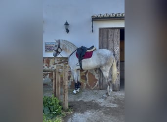 PRE Mix, Wałach, 4 lat, 170 cm, Siwa jabłkowita