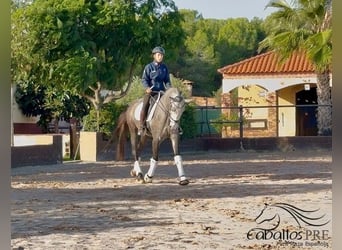 PRE, Wałach, 4 lat, 170 cm, Siwa