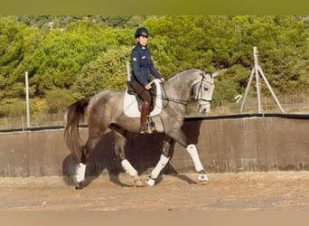 PRE Mix, Wałach, 4 lat, 170 cm, Siwa