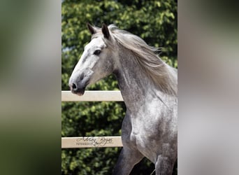 PRE Mix, Wałach, 4 lat, 171 cm, Siwa