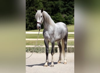 PRE Mix, Wałach, 4 lat, 171 cm, Siwa