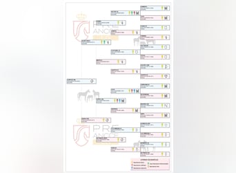 PRE, Wałach, 4 lat, 180 cm, Gniada