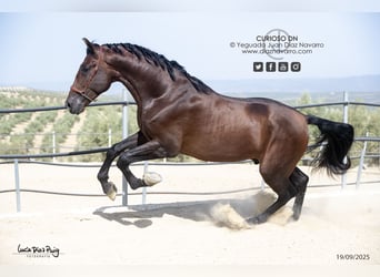 PRE, Wałach, 4 lat, 180 cm, Gniada