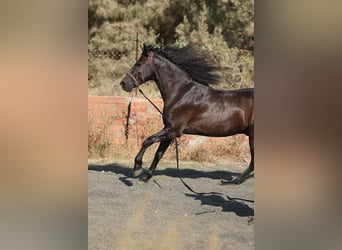 PRE Mix, Wałach, 5 lat, 153 cm, Kara
