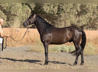 PRE Mix, Wałach, 5 lat, 153 cm, Kara