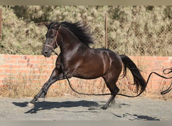 PRE Mix, Wałach, 5 lat, 153 cm, Kara