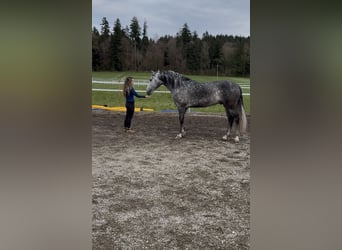 PRE Mix, Wałach, 5 lat, 154 cm, Siwa jabłkowita