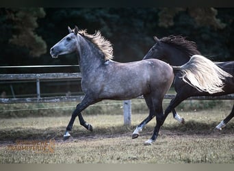 PRE Mix, Wałach, 5 lat, 155 cm, Siwa