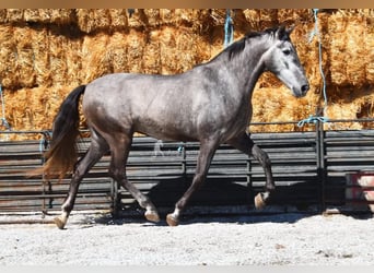 PRE, Wałach, 5 lat, 155 cm, Siwa