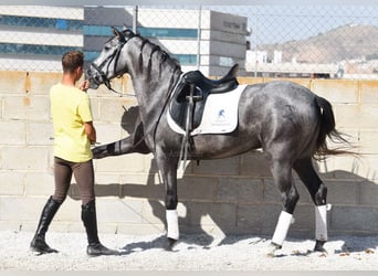 PRE, Wałach, 5 lat, 155 cm, Siwa