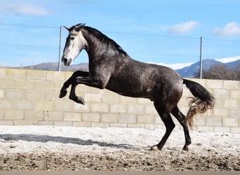 PRE, Wałach, 5 lat, 155 cm, Siwa