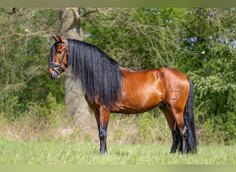 PRE, Wałach, 5 lat, 157 cm, Gniada