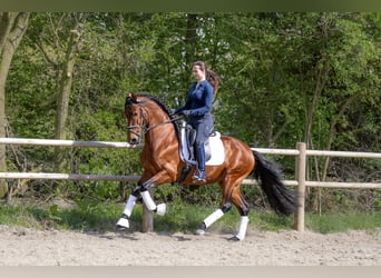 PRE, Wałach, 5 lat, 157 cm, Gniada