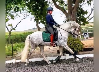 PRE, Wałach, 5 lat, 157 cm, Siwa jabłkowita