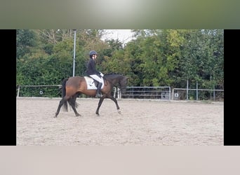 PRE Mix, Wałach, 5 lat, 158 cm, Kara