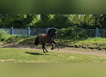 PRE Mix, Wałach, 5 lat, 158 cm, Kara