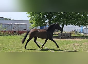 PRE Mix, Wałach, 5 lat, 158 cm, Kara