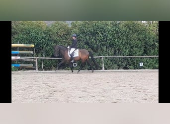 PRE Mix, Wałach, 5 lat, 158 cm, Kara