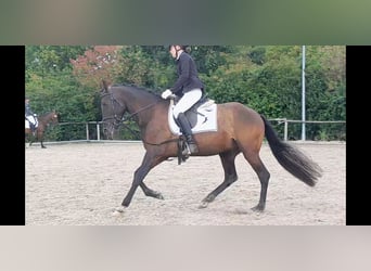 PRE Mix, Wałach, 5 lat, 158 cm, Kara