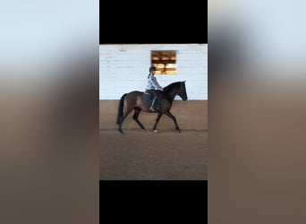PRE Mix, Wałach, 5 lat, 158 cm, Kara