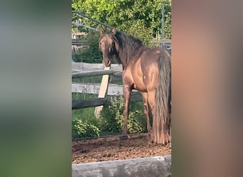 PRE Mix, Wałach, 5 lat, 158 cm, Kara