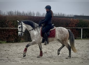 PRE Mix, Wałach, 5 lat, 158 cm, Siwa