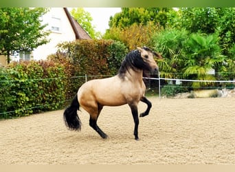 PRE Mix, Wałach, 5 lat, 159 cm, Jelenia