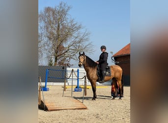 PRE, Wałach, 5 lat, 160 cm, Bułana