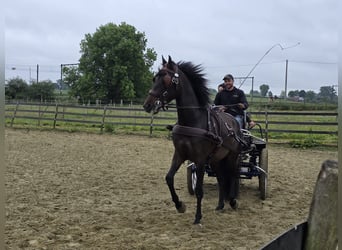 PRE Mix, Wałach, 5 lat, 160 cm, Ciemnogniada