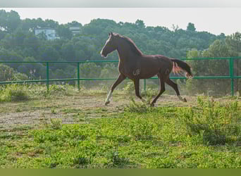 PRE Mix, Wałach, 5 lat, 160 cm, Cisawa