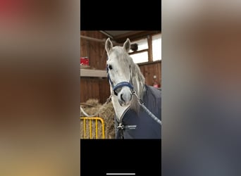 PRE Mix, Wałach, 5 lat, 160 cm, Siwa jabłkowita