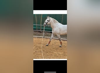 PRE Mix, Wałach, 5 lat, 160 cm, Siwa jabłkowita