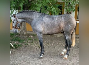 PRE Mix, Wałach, 5 lat, 160 cm, Siwa jabłkowita