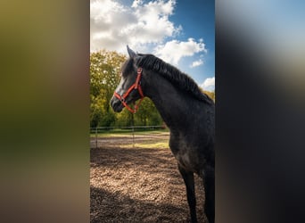 PRE Mix, Wałach, 5 lat, 160 cm, Siwa