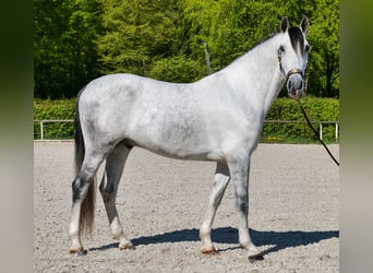 PRE Mix, Wałach, 5 lat, 160 cm, Siwa