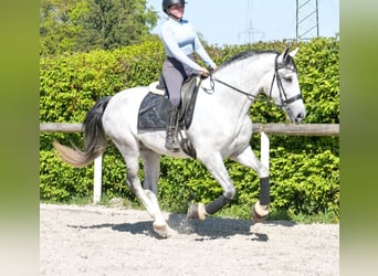 PRE Mix, Wałach, 5 lat, 160 cm, Siwa