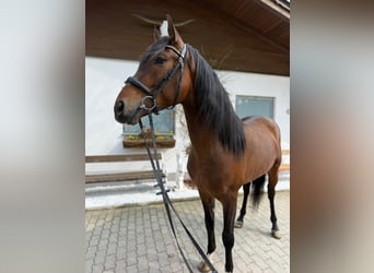 PRE, Wałach, 5 lat, 161 cm, Ciemnogniada